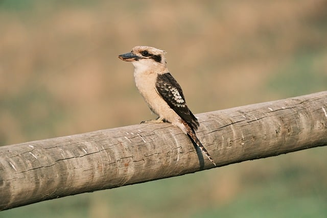 小学英语教师资格证报名条件是什么一线资深教师说出行业的真实门槛与机会