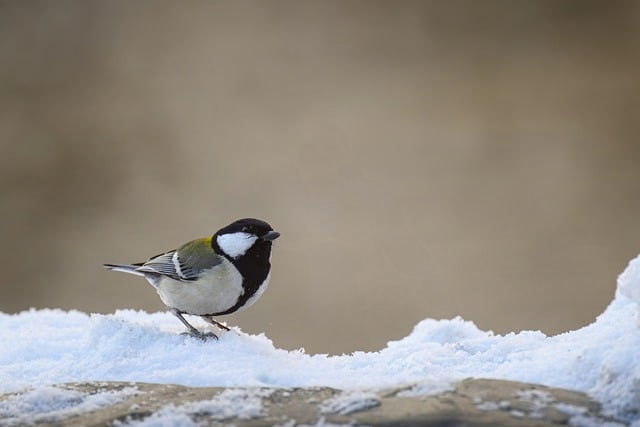 教师工作简历怎么写一线教研组长给你的“上岸版”模板与踩坑提醒