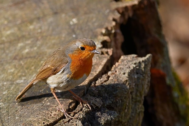 大学生家教简历模板：从“被忽视”到“被抢订”的实战升级指南