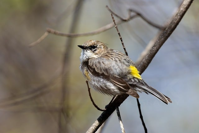 从后厨到酒店HR：厨师的个人简历怎么写，才能真的被看见