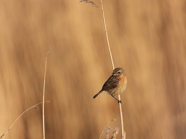 大学生家教简历:从“兼职凑学费”到“高端私教”的真实进阶指南 大学生家教简历:从“兼职凑学费”到“高端私教”的真实进阶指南